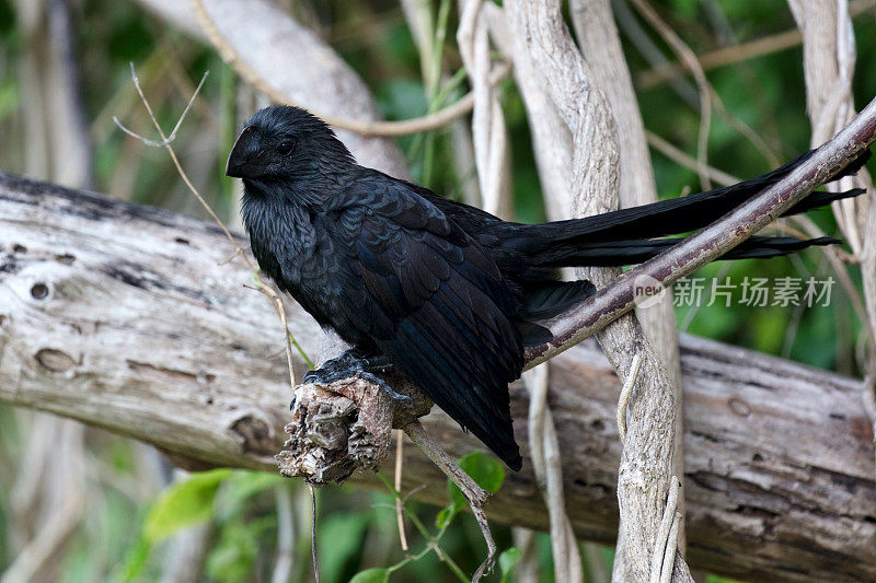 嘴巴光滑的阿尼(Crotophaga Ani)坐在树上的早午餐